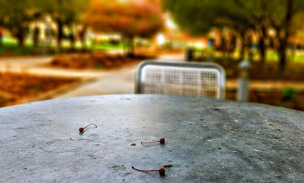 Park Bench Perspective - Digital Art Print Nature Photography