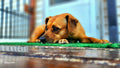 Contentment – Dog on Porch Digital Photography