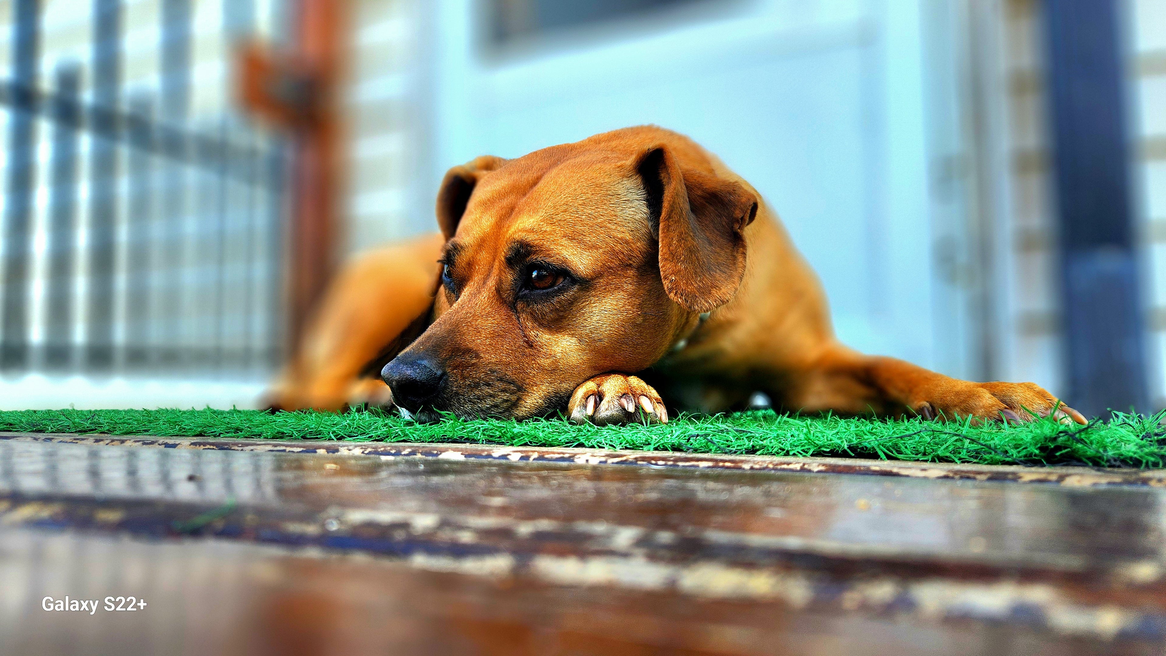 Contentment – Dog on Porch Digital Photography