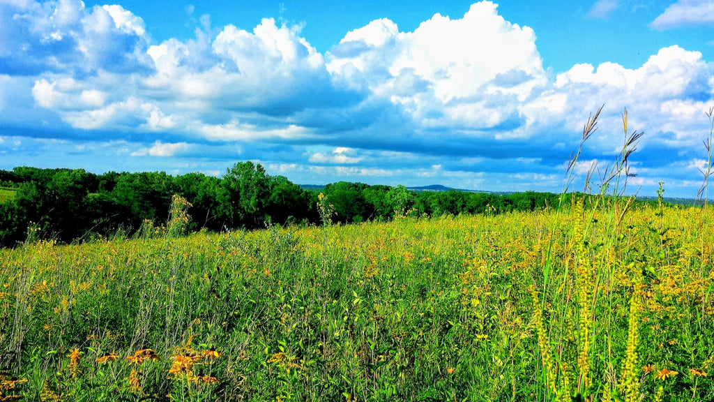 Summer Meadow — Fine Art Photography Print