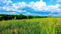 Summer Meadow — Fine Art Photography Print